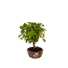 Cargar imagen en el visor de la galería, BONSAI SCHEFFLERA
