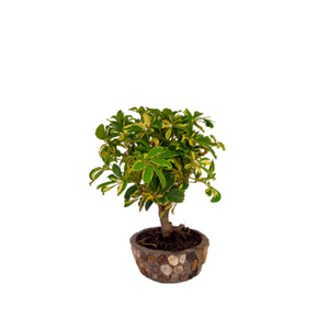 BONSAI SCHEFFLERA