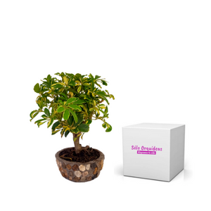 BONSAI SCHEFFLERA