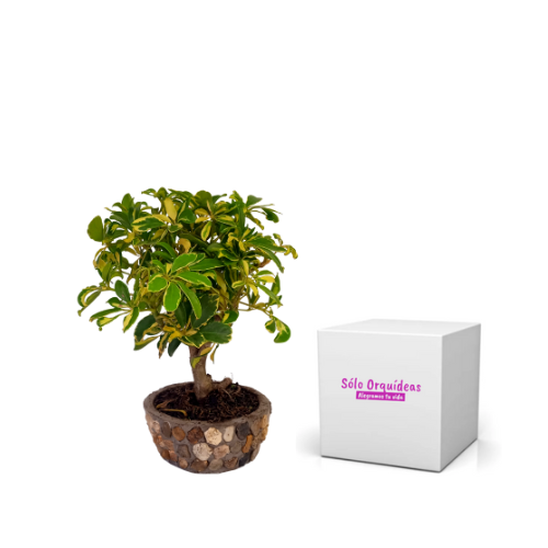 BONSAI SCHEFFLERA