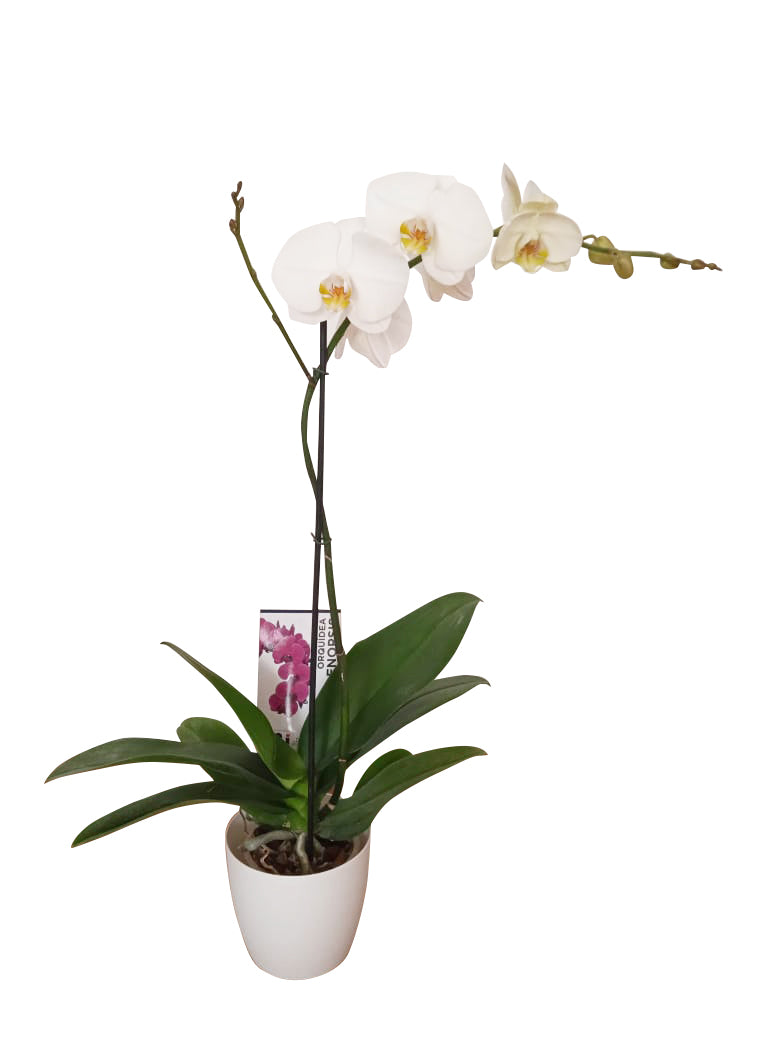 ORQUÍDEA UN TALLO BLANCA - ELEGANZA (MC)