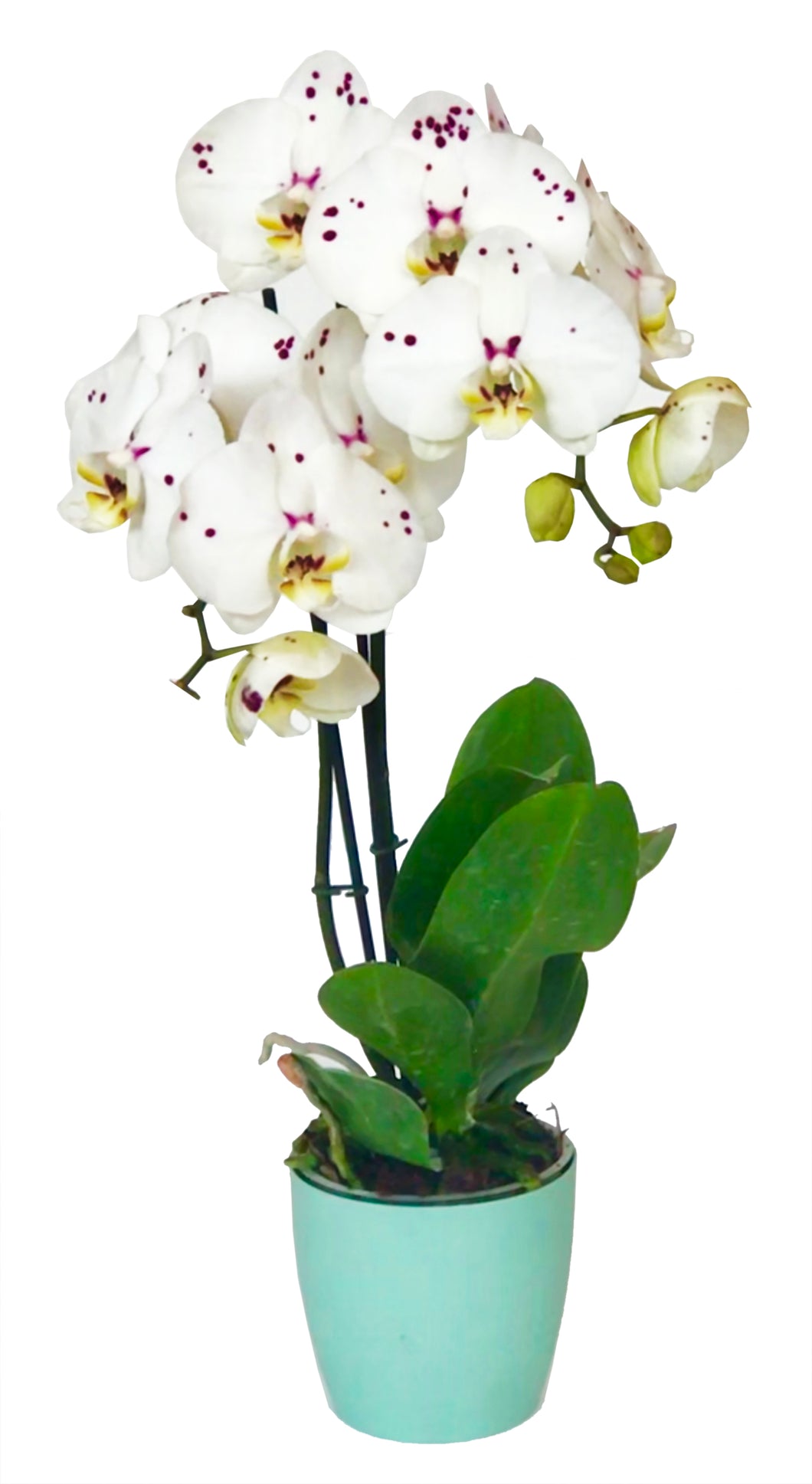 Orquidea Alta dos tallos Blanco Print con matera ceramica decorativa (MC)