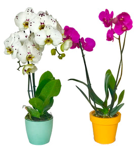 Orquidea Alta dos tallos Blanco Print con matera ceramica decorativa (MC)